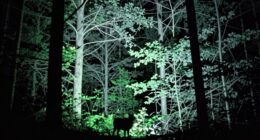 hidden details of night vision