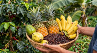 Essential COSTA RICA Brings Costa Rican Agricultural Products To Millions Of European Consumers
